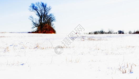 冬季景观白色仙境景观白色的覆盖森林图片