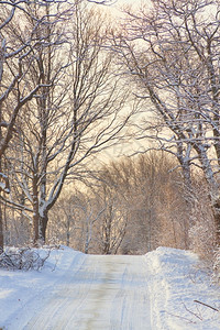 冬天雪季景观白色仙境景观森林背景图片