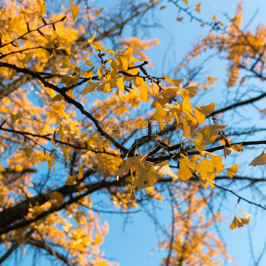 秋天树上黄色叶子图片