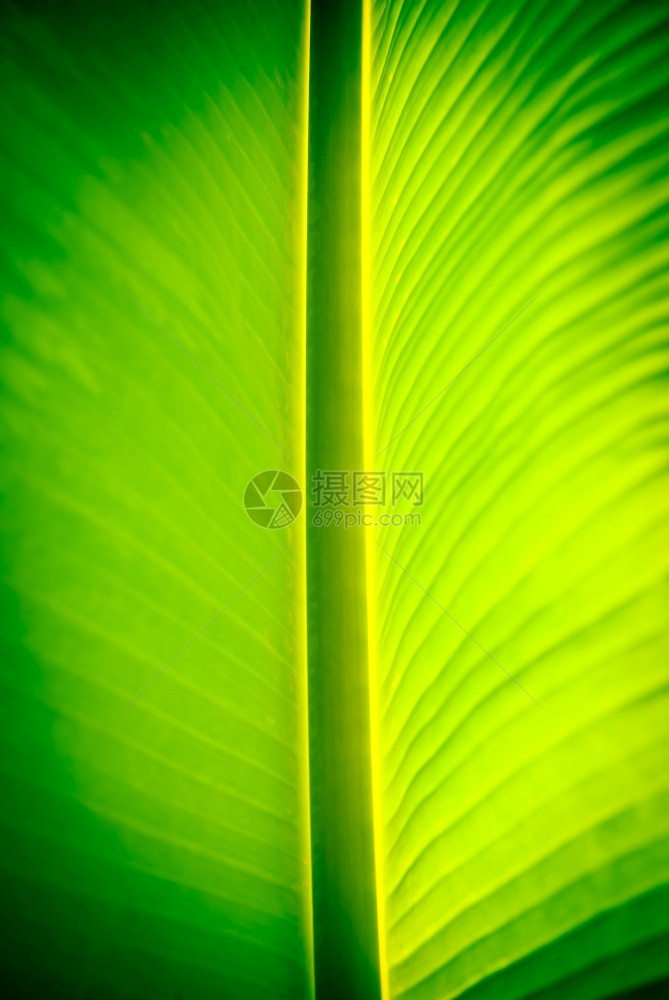 棕榈香蕉叶植物子图片