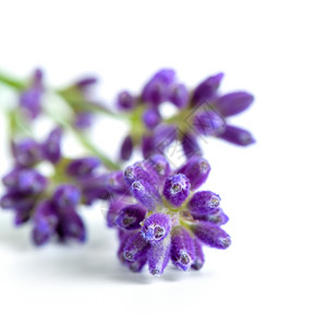 花园药物薰衣草白色背景的淡紫花朵图片