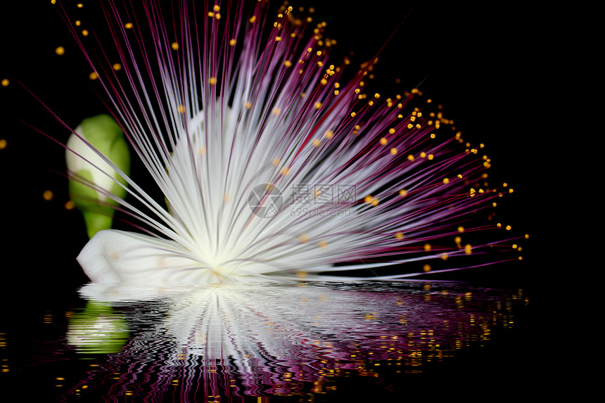 向阳而开的郁金香花蕊特写图片