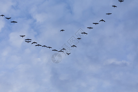 春天动物白色的一群迁徙鹅鸟在蓝天飞行图片