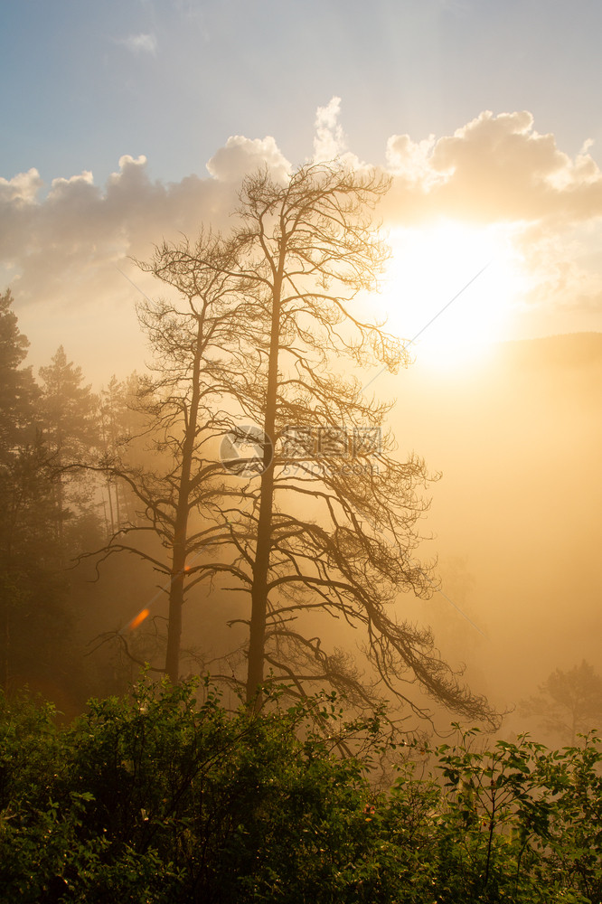 晨光冲破雾气景观巴什基里亚哎树木图片
