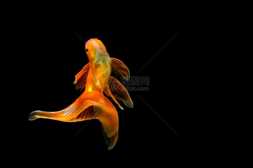 动物不同的一种在水族馆里被困在黑色深背景的金鱼不同颜色的Carassiusanuratus图片