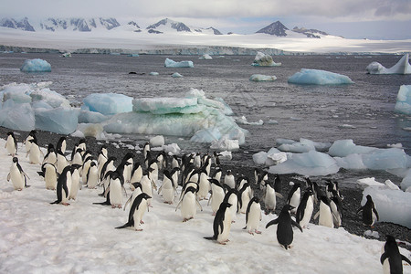 冰天雪地里的企鹅图片
