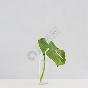 绿化白色背景的玻璃花瓶桌以白色背景活的现代图片
