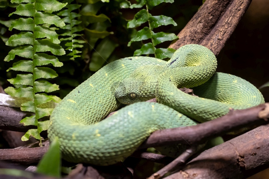 毒液树上的布什蛇Atherissquamigera非洲有毒图片