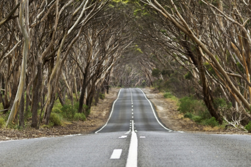 高速公路猪棕色的乡村公路上树拱形横跨全国公路为旅行和程位置提供了强有力的标志位于康加罗岛Kingscote附近南澳大利亚州公路是图片