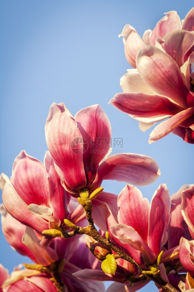 丰富的红木兰花与深蓝天空对立自然色的玉兰图片