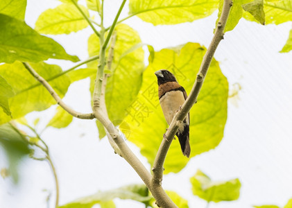 带大嘴的棕褐色热带鸟绿类学羽毛图片