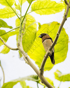 荒野带大嘴的棕褐色热带鸟类自然图片