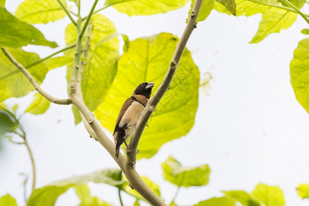 绿色带大嘴的棕褐热带鸟分支翅膀图片