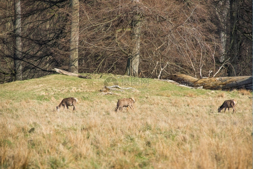 身体场地春天鹿羊吃草在春天角地或森林清扫时吃草阿尔滕堡图片