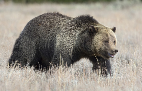 乌灰鸫哺乳动物谷乌苏斯深草中灰熊的剖面图背景