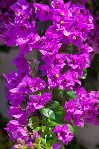 植物群花朵紫色的带有花布干维尔灌木图片