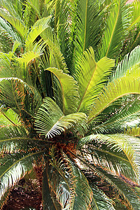 叶子绿色枝茂盛的苏铁树丛林中茂密的植被苏铁棕榈树花园中生长着美丽的棕榈树枝叶茂盛的苏铁树丛林中茂密的植被新鲜背景图片