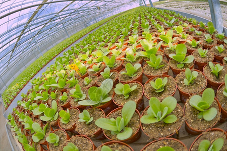 温暖的生态系统荷兰语种植物栽培DutchGreenhose荷兰欧洲图片