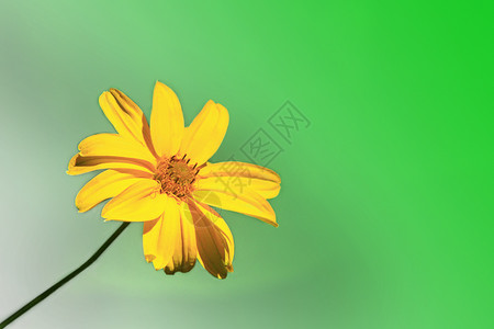 黄甘菊菊花茶夏天植物群园艺绿色背景上的黄洋甘菊绿背景上美丽的黄色洋甘菊设计图片