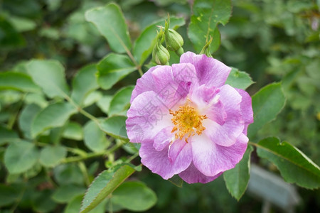 紫色花园的玫瑰灌丛股票照片衬套植物学图片