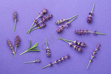 紫色背景的花朵从上到下平铺着紫色背景的花朵美丽夏天的图片