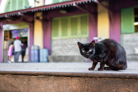 弃宠物街道美丽可爱的猫在街上狂野无家可归者图片