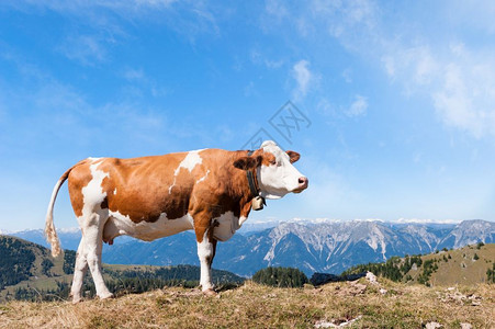 哺乳动物夏月风景与牛群在新青绿山草地上放牧和顶背面的峰上放牧纳达林图片