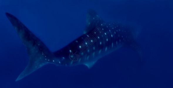 蓝色的布坦丁东索尔菲律宾唐捕鲸组织图片
