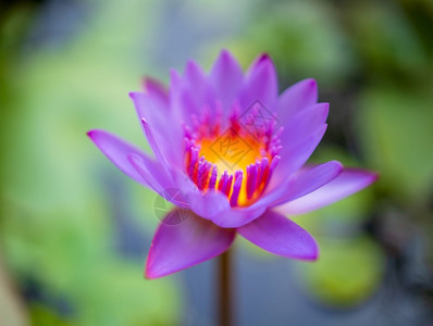 美丽的紫色莲花图片