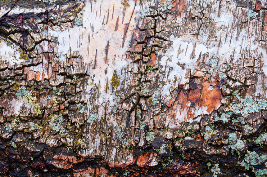 老的木树皮纹理桦背景木纹理棕色的干图片