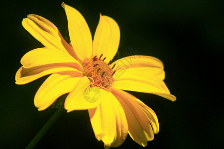 植物群深色背景中的黄洋甘菊深背景中美丽的黄色洋甘菊夏天图片