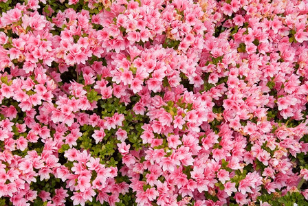 美丽满的一朵开春花卡鲁姆杜鹃灌木背景图片