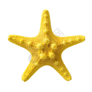 鱼自然孤立物体黄色海星与白背景隔离的黄海星近距离拍摄的黄色海星水下图片