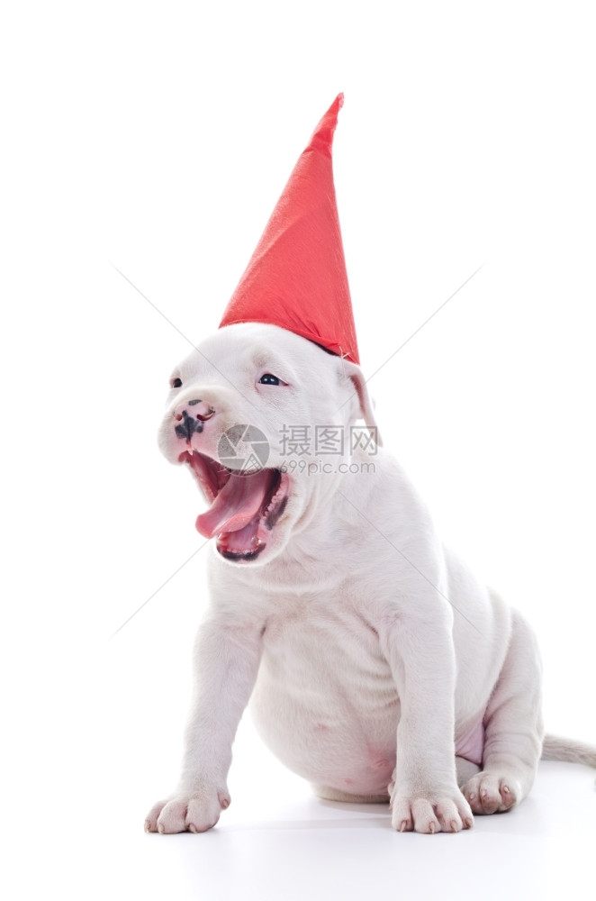 犬类宠物工作人员美国斯塔福德郡TerrierDogPupppy戴着红色党帽张开下巴图片