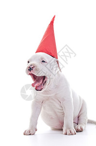 犬类宠物工作人员美国斯塔福德郡TerrierDogPupppy戴着红色党帽张开下巴背景图片