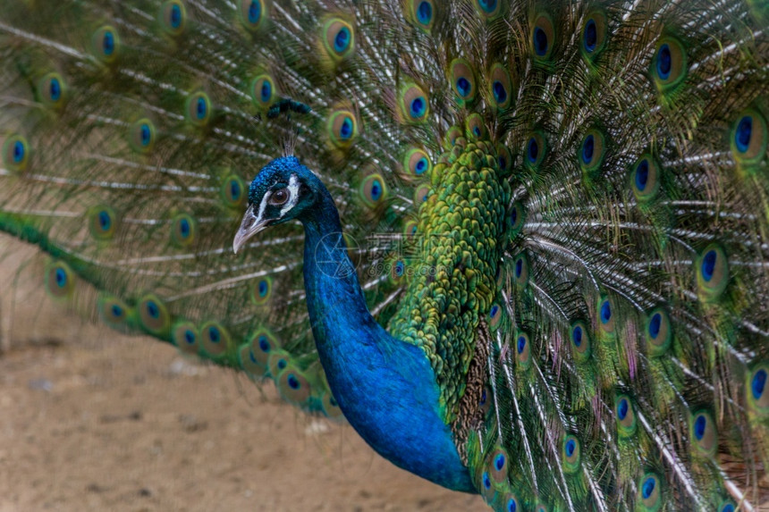 自然蓝色的蓬松一只美丽雄孔雀挥舞着多彩的尾巴图片