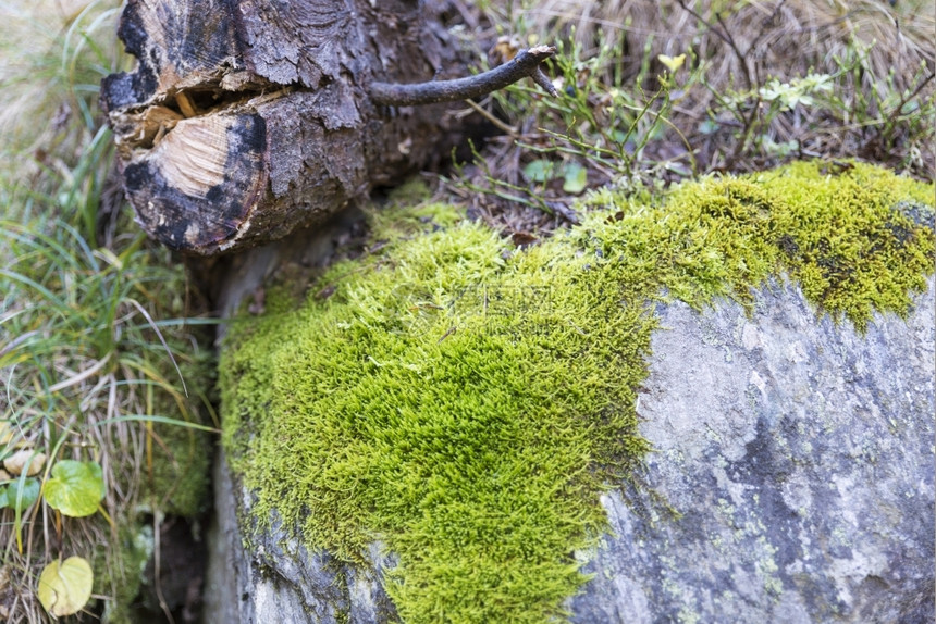 草细节绿色环绕着森林地板上的新鲜苔图片