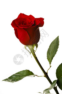 单身的庆典红色玫瑰白背景孤立的玫瑰红美丽的图片