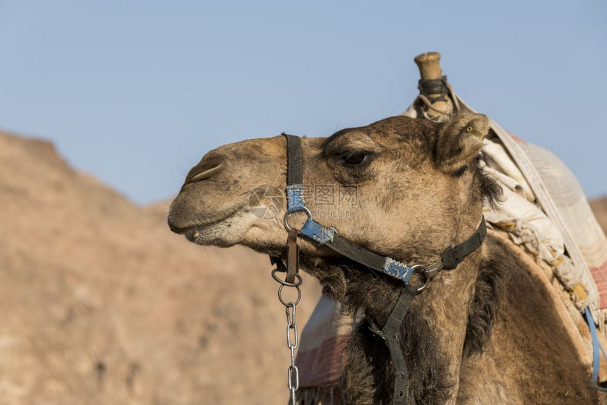 沙丘在Israel沙漠的骆驼位于以山为背景的沙漠中埃伊卜特一边的骆驼野生动物图片