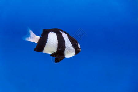黑嘴色的水族馆里一条黑白三斑鱼色的图片