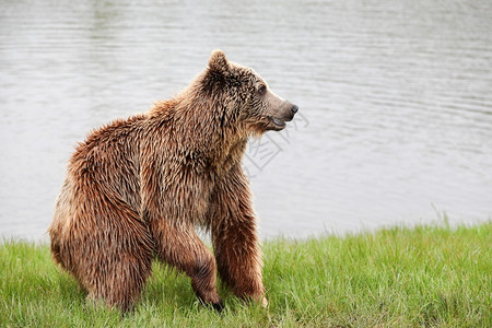 肖像棕熊在大自然中加拿捕食者危险的高清图片素材