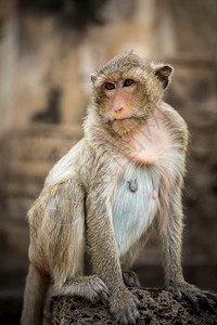 野生动物猴子森林高清图片素材