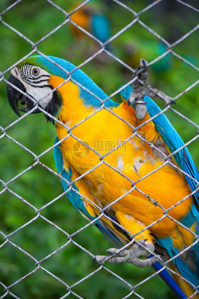 美丽笼子里的蓝色和黄金刚鹦鹉羽毛图片