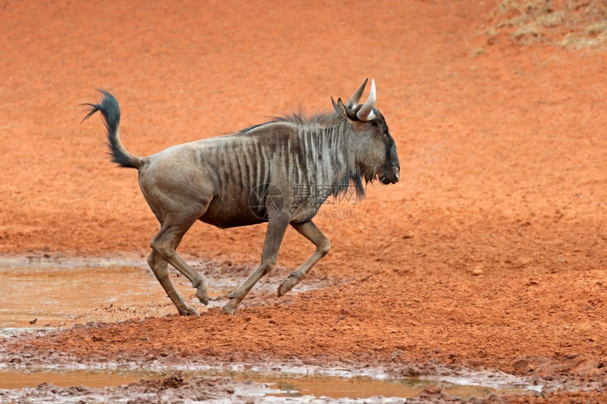 生存一种蓝色角马Connochaetestaurinus奔跑南非莫卡拉公园哺乳动物图片