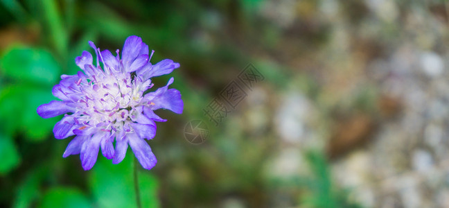 紫色充满活力的多彩紫小花朵蓝色的洋葱图片