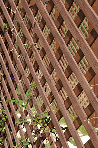 悬挂在木结构上的植物框架木头结构体图片