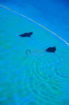 颜色丰富多彩的宁静西班牙巴利阿里群岛Majorca岛Palma水族馆两只刺青在蓝泳池中游图片