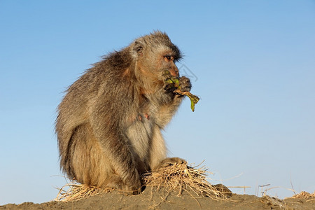 野生动物猴子毛皮高清图片素材