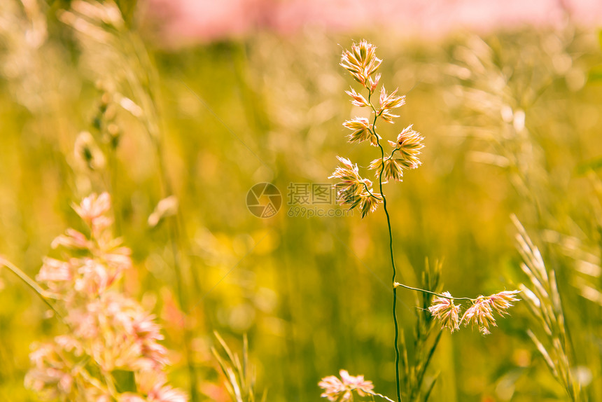 杂草oopicapi黄色的甘美草药在温暖的春日下被风吹到草原上图片