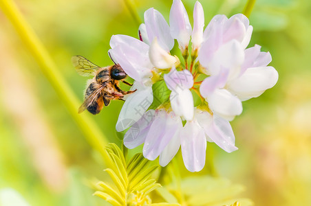 轰炸机搜集一只在粉红色花朵上收集粉的野蜜蜂授背景